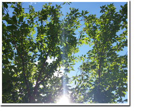 sunlight